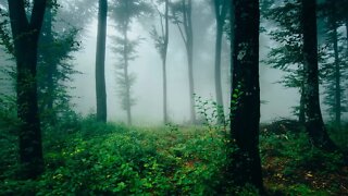 Soothing Harp Music - Forest Secrets | Relaxing, Beautiful, Peaceful ★63