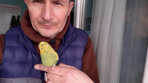 Toshika budgie play with bird