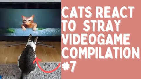 Cute Cats Reaction To Stray Game Compilation #7