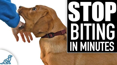 STOP Puppy Biting Fast! Everything You NEED To Know