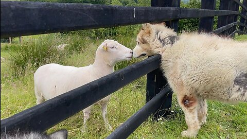 When The Wolf Sees The Sheep! Teddy Is A Menace On A Bike Ride!!