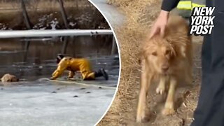 Firefighter rescues golden retriever from partially frozen pond
