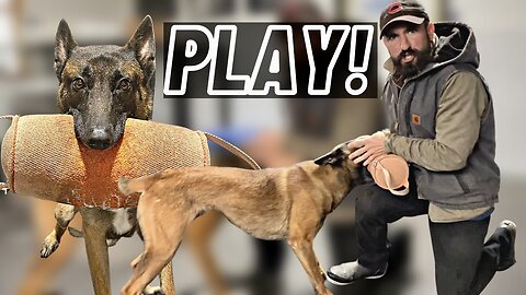 DON'T BE IN A HURRY TO TAKE THE TOY! PLAYING WITH MY MALINOIS!