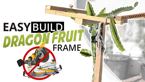 Easy Peasy Dragon Fruit Frame For Your Plant - No-Fuss Pitaya Trellis