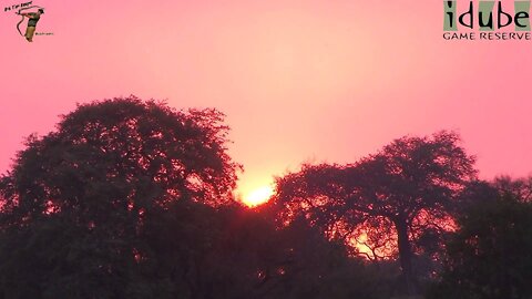 Sunset With a Lion Roar