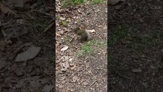 A squirrel eating a peanut 🥜