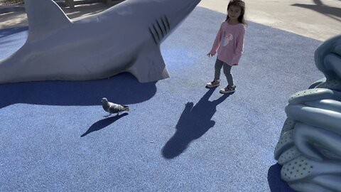 Cute two year old tries to pick up wild pigeon