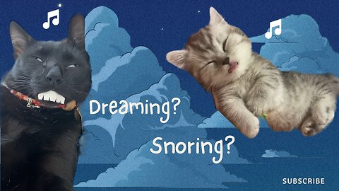 6 Interesting Facts About Your Cat’s Sleeping Habits I Funniest cat's sleeping videos compilation