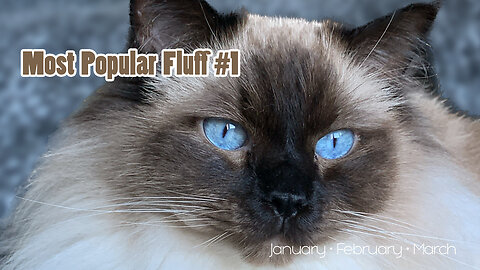 Loki's Top 10 Most Popular Fluff • January • February • March •