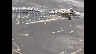 Florida Gator