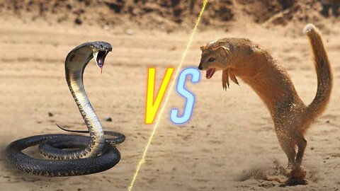 Cobra Snake VS Mongoose