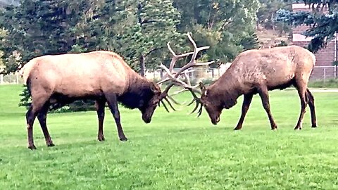 Bull Elk Locking Antlers Estes Park Colorado Golf Course Rocky Mountain National Park Rutting Season