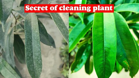 clean your plant | Revealing my secret plant cleaning trick