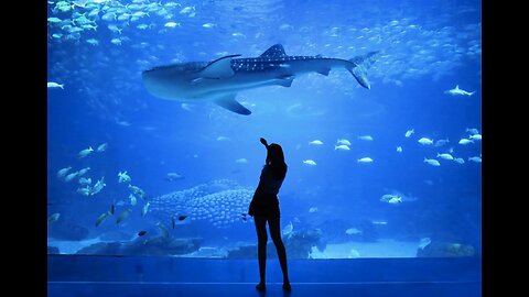 Top 5 Largest Aquariums in the world