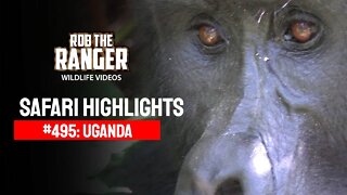 Safari Highlights #495: July 2018| Uganda | Latest Wildlife Sightings