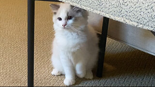 Adorable Ragdoll kitten pounces on Cavalier King Charles