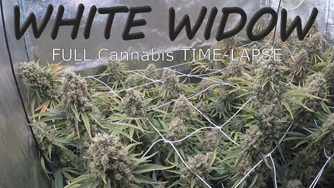 White Widow - Seed to Harvest (FULL Cannabis TIME-LAPSE)