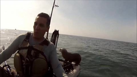 Curious Baby Seal Gets A Free Ride On Kayak