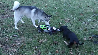Playful Dogs Go For A Hunt After A Remote Control Car