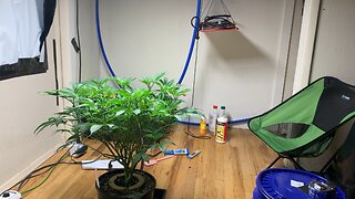 Grow weed indoors with led grow lights