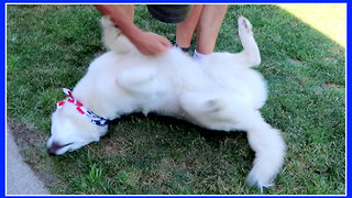 Husky puppy wants hugs