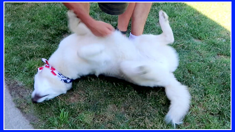 Husky puppy wants hugs