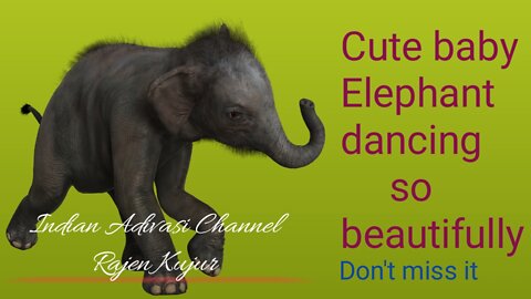 Cute baby elephant dancing so beautifully