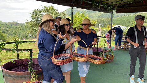 Stomping grapes at Jolimont winery Canela Brazil