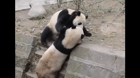 This panda throws his friend and runs away ! 😂😂
