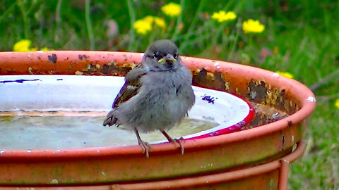 IECV NV #692 - 👀 House Sparrows Stopping By To Get A Drink 🐤🐤🐤7-19-2018
