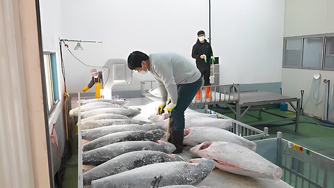 Amazing Tuna Factory! Mass Production Of Tuna / korean Food Factory.