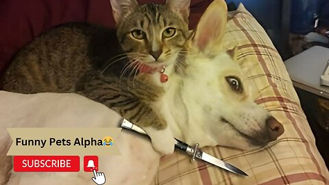 FUNNY CATS vs DOGS 😂🐱🐶 Best Friends or Enemies? New Funniest Animals Videos 2023 😂