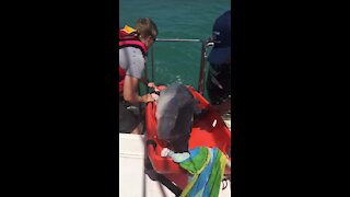 NSRI, SANCCOB, Bayworld Marine, public all help to save stranded dolphin at Cape St Francis (bmt)