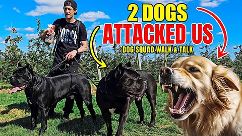 We Just Got ATTACKED By 2 Dogs - Dog Squad Walk & Talk #dog #canecorso