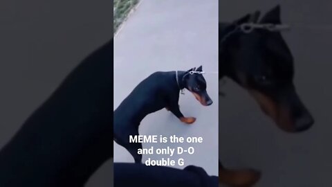 MEMES is the one and only D-O double G 🤣🦧 #shorts #trending #doberman #smartdog smartdo