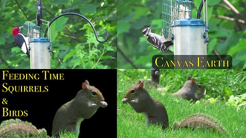 Feeding Time Squirrels and Birds | Canvas Earth