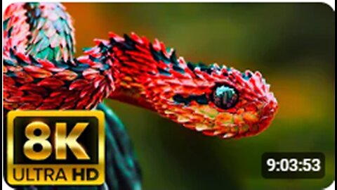 8K VIDEO ULTRA HD [60FPS] - Around The World Explore the Animal World With Nature Sounds Dynamic