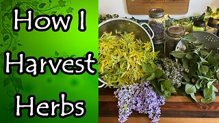 How I Harvest Herbs