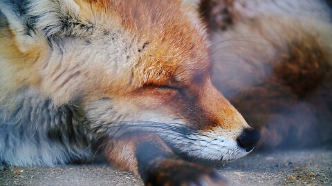 red fox sleeps then wakes up looking around
