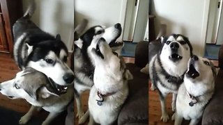 Siberian Huskies Sing The Song Of Their People