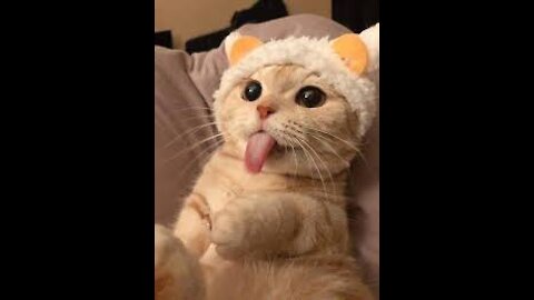 Cute cat Don't try to stop laughing