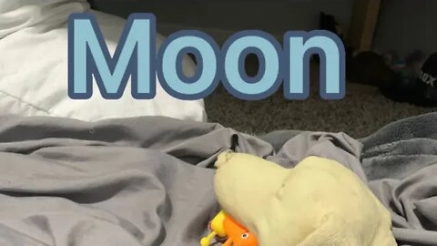 Sharky and Bip go to the moon