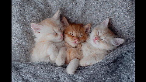 🐱😇 Angelic Baby Cats: A Glimpse of Feline Heaven! 🌟🐾