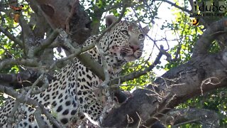 Male Leopard Finishes His Meal