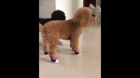 Look that cute dog shoes funny animal