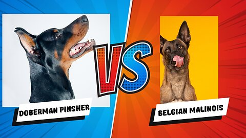 Doberman Pinscher vs Belgian Malinois: Choosing Your Perfect Guard Dog Companion