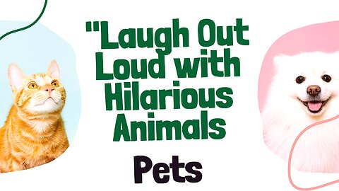 Animals teach love us |Laugh Out Loud with Hilarious Animals |Animal Comedy Club: Non-Stop Chuckles