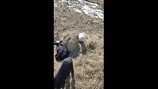 Bottle baby lambs enjoying some sun and naps.