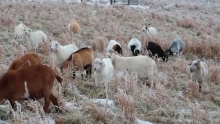 Goats on Ice