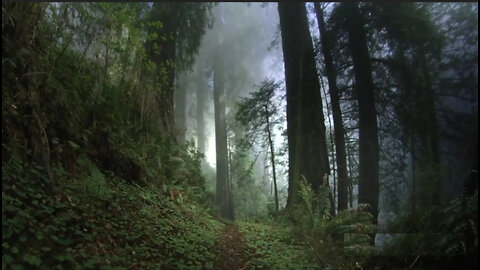 The Silent Forest: Imagining a World Without Trees"#nasa#zakiazakotv #tresse #youtube